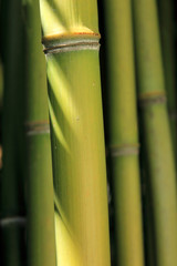 bambou et son ombre