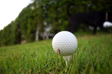 Golf on the green grass and the wood is ready for the hit.
