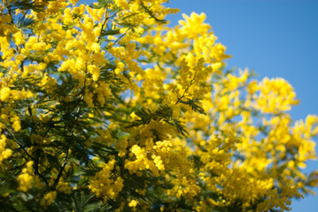 Blooming mimosa tree with blue sky background