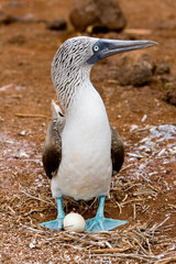 Blue-footed booby