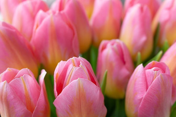 Fototapeta na wymiar Tulips in bloom, macro, background for greeting cards