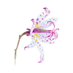Obraz na płótnie Canvas toad lily watercolor drawing of the flower Tricirtis, for decorating cards, invitation