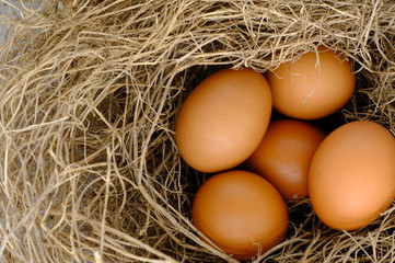 nest with raw chicken eggs on wooden background
