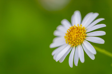 White Daisy flower in nature with background