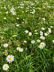 Outdoor closeup of seasonal wild nature in a grass backyard in Europe during early springtime (April, May) with a beautiful flower bed of fresh white common lawn daisies (bellis perennis) blooming