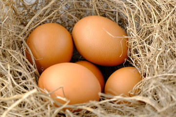 nest with raw chicken eggs on wooden background
