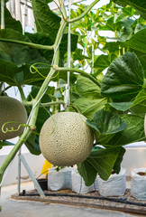 Fresh melons or green melons or cantaloupe melons plants growing in greenhouse supported by string melon nets.