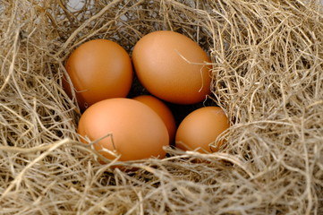 nest with raw chicken eggs on wooden background
