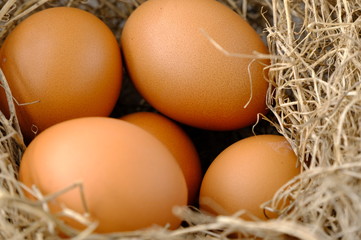 nest with raw chicken eggs on wooden background
