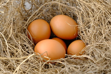 nest with raw chicken eggs on wooden background
