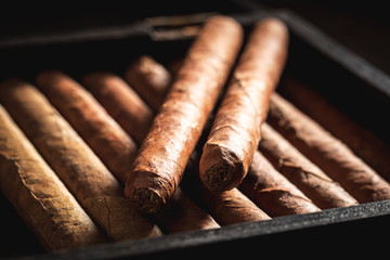 Closeup of rich smelling cigars lay in wooden humidor