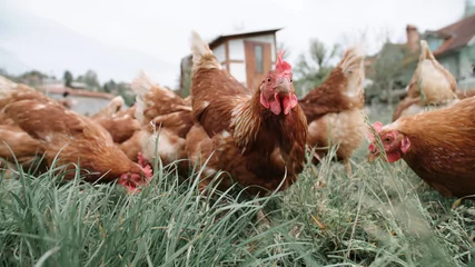 Foto op Plexiglas Curious chicken looking towards the camera © Video_StockOrg