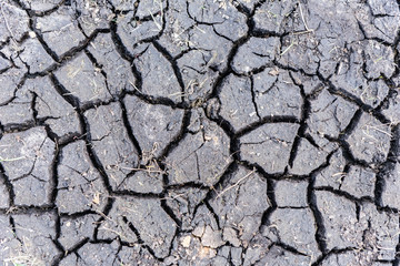 cracked black earth in the dry season