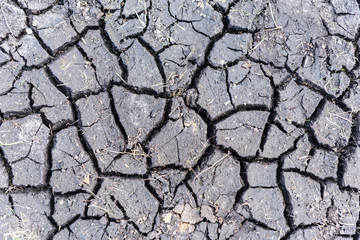 cracked black earth in the dry season