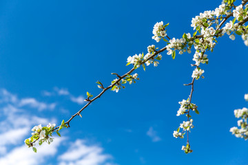 Blühender Birnenbaum, (Pyrus), Obstbaum, Ingolstadt, Bayern, Deutschland, Europa