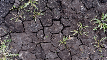 cracked black earth in the dry season