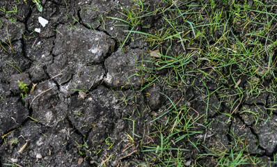 cracked black earth in the dry season