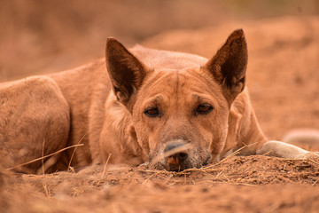 Fototapeta premium portrait of a brown dog