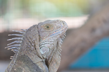 Iguana creeping animals
