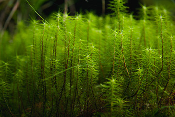 grass in the forest