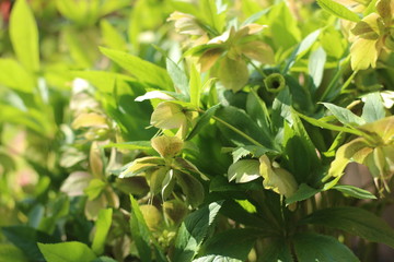 ciemiernik wschodni Helleborus orientalis