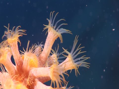 yellow anemone underwater macro close up Parazoanthus axinellae ocean wildlife scenery