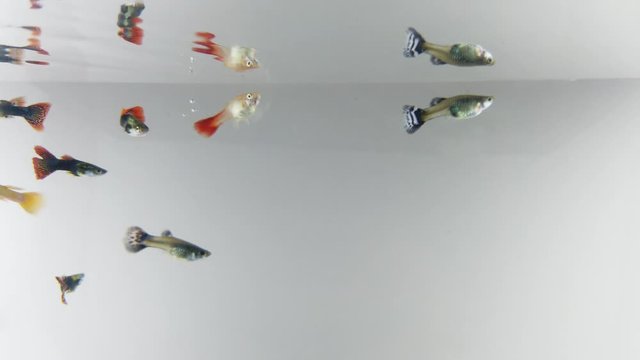 Small guppy swimming on white background. Small fish that are colorful and beautiful.
