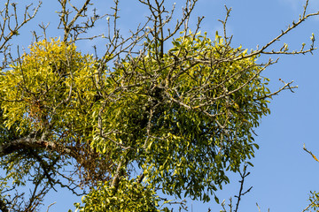 Misteln im Apfelbaum