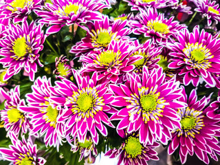 Bouquet of chrysanthemum flowers close-up as a background