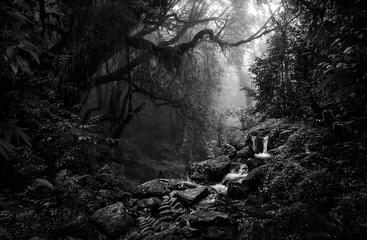 Deep tropical jungle in black and white