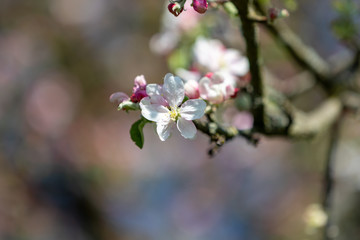 Fototapeta na wymiar Apfelbaumblüte vor Blütenbokeh