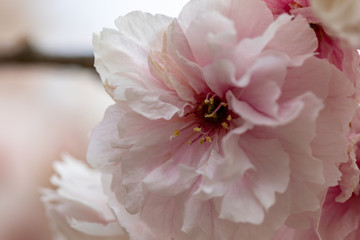 Zierkirschenblüte weiß Nahaufnahme