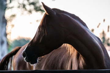 Tête de cheval pur-sang arabe de profile