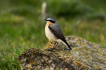 Wheatear perched on a rock