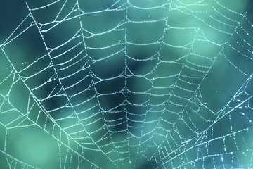 Spider web close up with dew drops on blue teal background