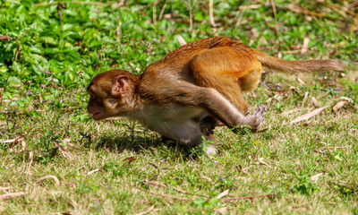 Monkey runs on the grass in the park