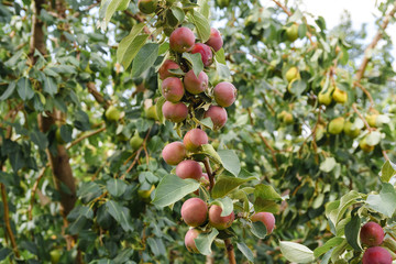 lots of apples on the branch