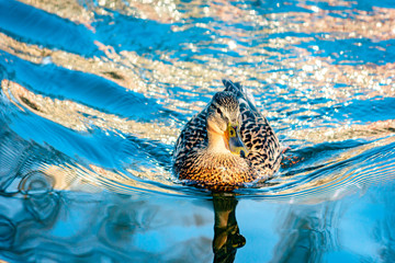 Wild duck Mallard swims on the lake.