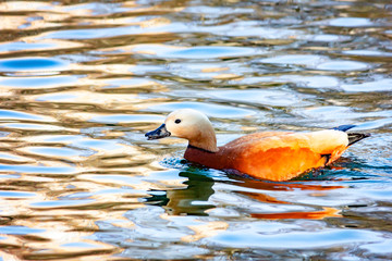 Wild duck Ogary swims on the lake.