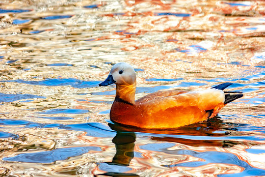 Wild duck Ogary swims on the lake.
