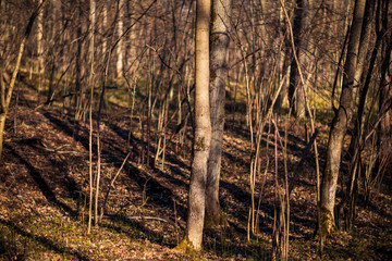 Obraz premium tree trunks and their shadows taken in the April forest in Chuvashia in Russia
