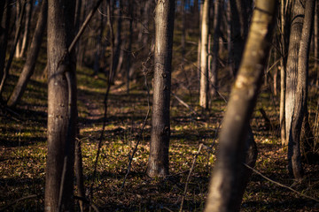 tree trunks and their shadows taken in the April forest in Chuvashia in Russia