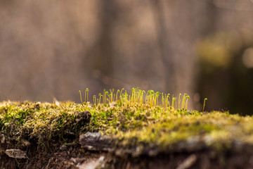 moss growing on a lying tree taken in April in Chuvashia in Russia
