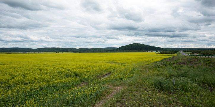 landscape of yellow rape flowers and forest in Hulunbuir