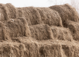 Dry hay on the farm.
