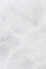 White grass flower in soft focus background