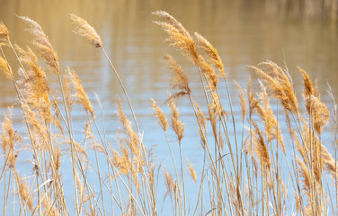 Fototapeta premium The reeds on the lake.