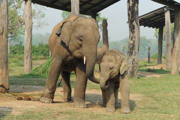 Mother and baby elephant together - 341264076