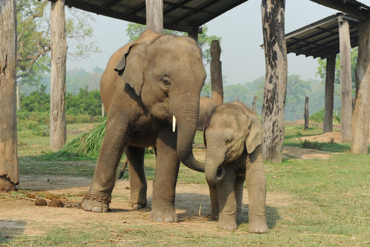 Mother and baby elephant together