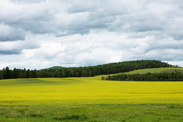 landscape of yellow rape flowers and hills in Hulunbuir